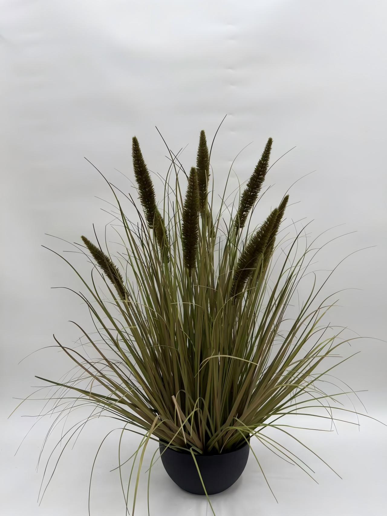 10头大马尾净幼草大黑扁盆