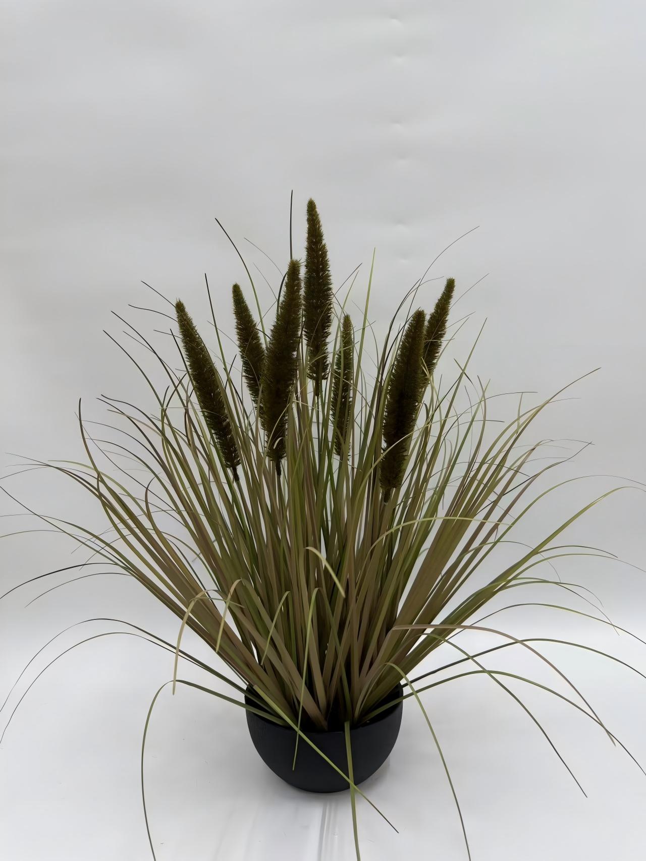 7头大马尾净幼草中黑扁胶盆