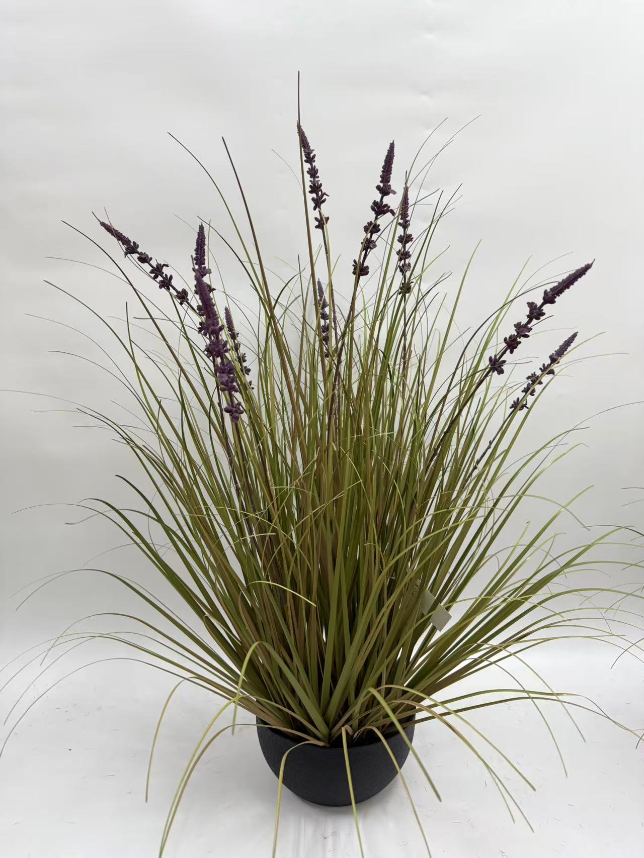 14头长薰衣草净幼草大黑扁胶盆